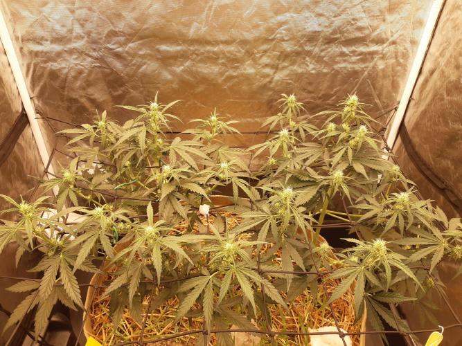 Fast buds ecolife living soil grow. Week 5