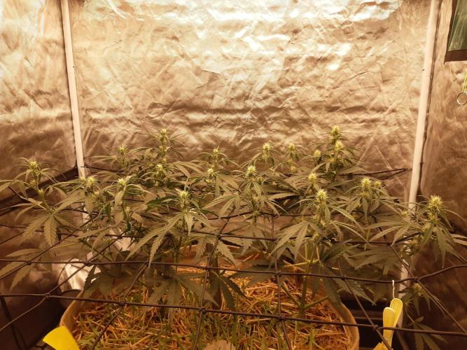 Fast buds ecolife living soil grow. Week 5