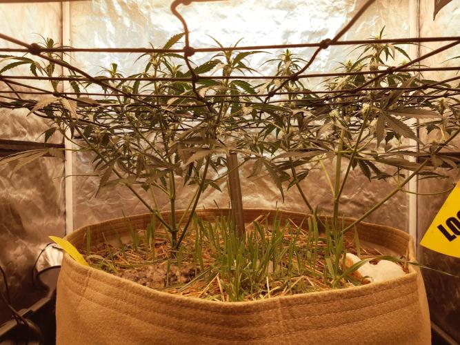 Fast buds ecolife living soil grow. Week 5
