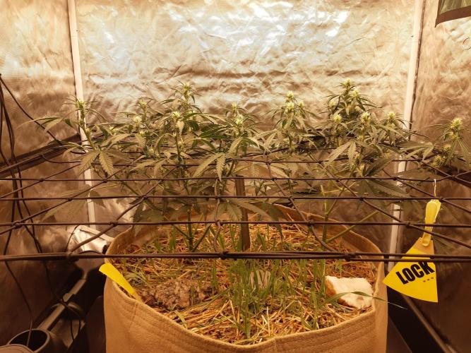 Fast buds ecolife living soil grow. Week 5