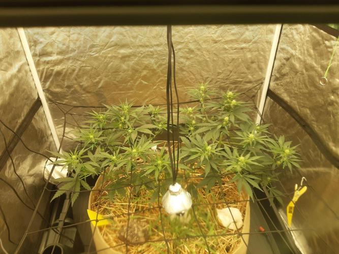 Fast buds ecolife living soil grow. Week 5