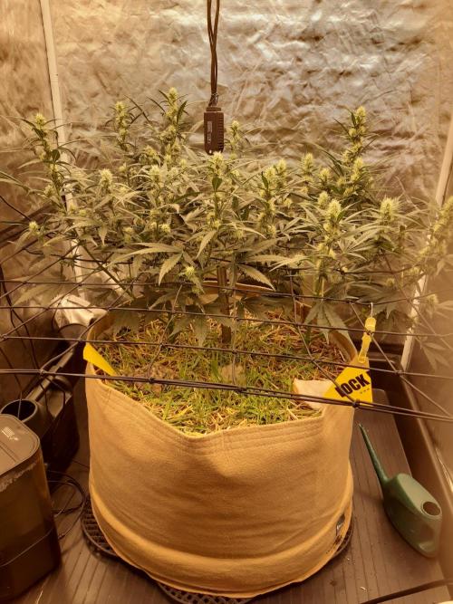 Fast buds ecolife living soil grow. Week 6