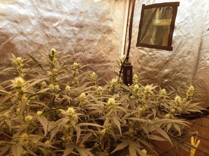 Fast buds ecolife living soil grow. Week 6