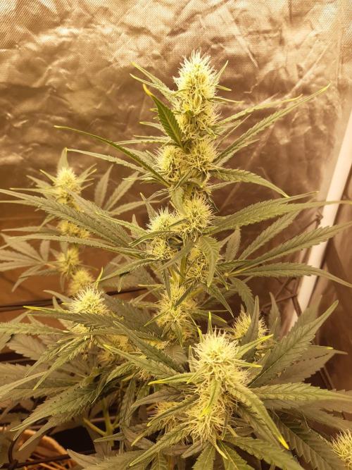 Fast buds ecolife living soil grow. Week 6