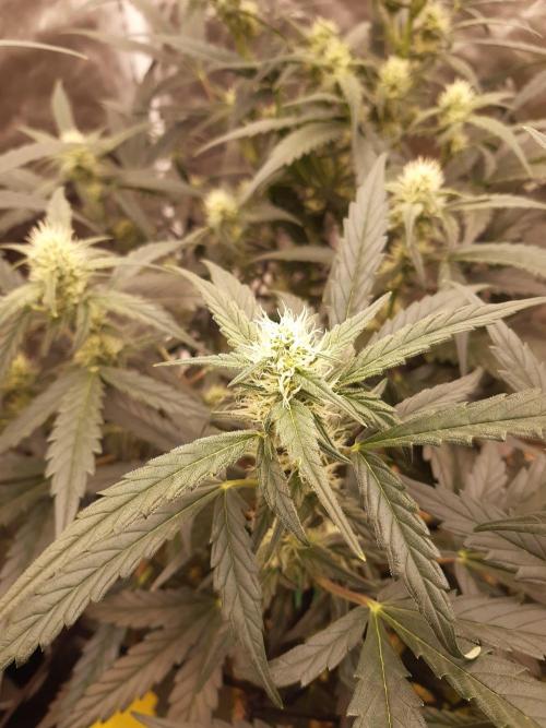 Fast buds ecolife living soil grow. Week 6