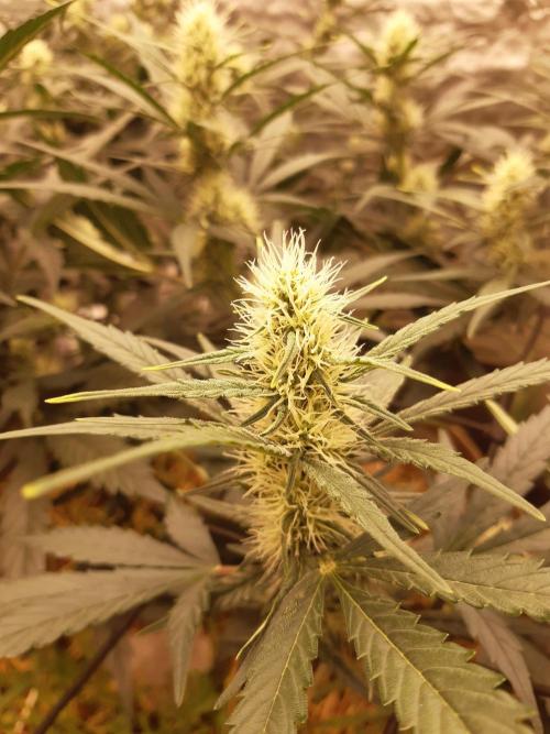 Fast buds ecolife living soil grow. Week 6