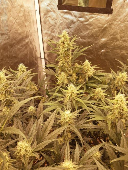 Fast buds ecolife living soil grow. Week 7