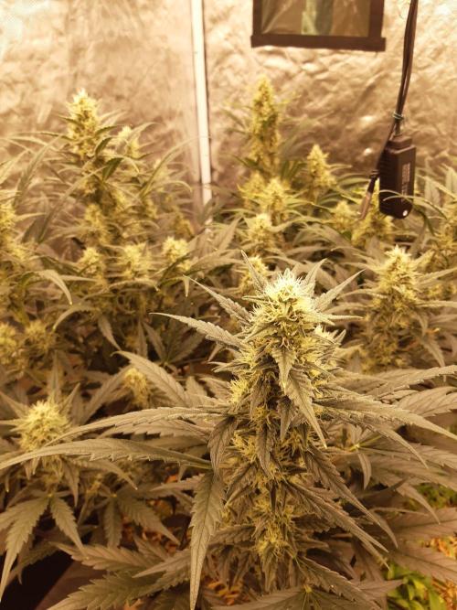 Fast buds ecolife living soil grow. Week 7