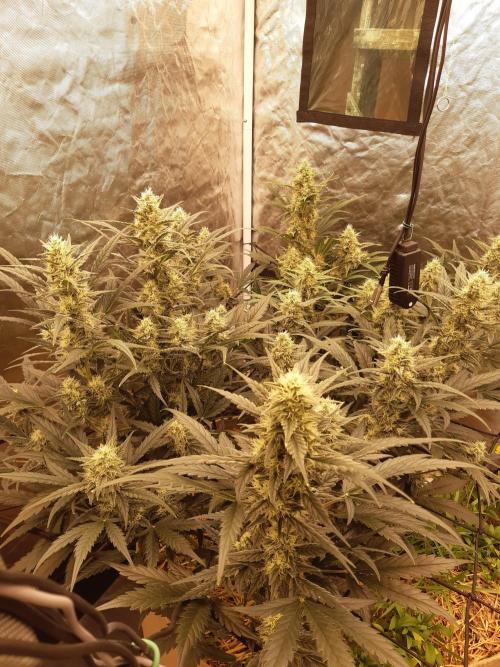 Fast buds ecolife living soil grow. Week 7
