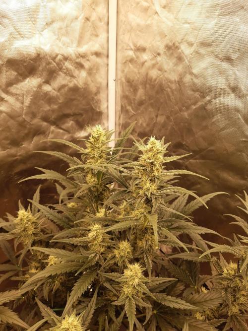 Fast buds ecolife living soil grow. Week 7