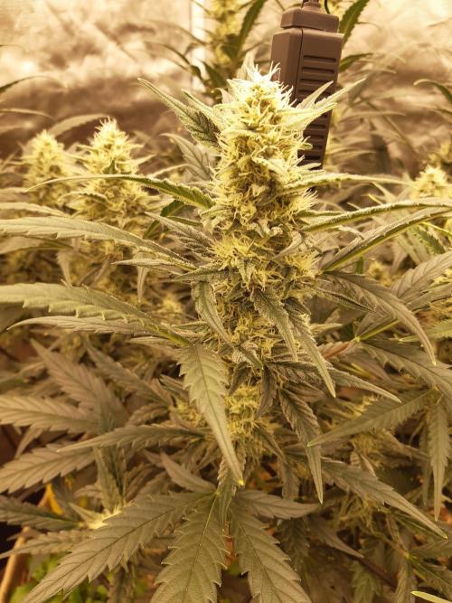 Fast buds ecolife living soil grow. Week 7