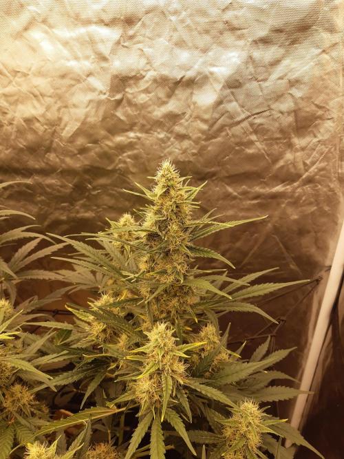 Fast buds ecolife living soil grow. Week 7