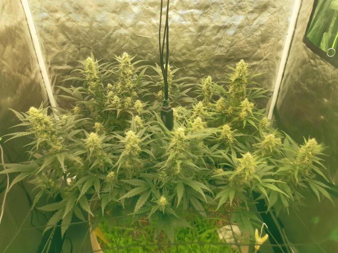Fast buds ecolife living soil grow. Week 7