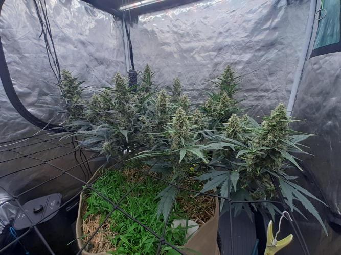 Fast buds ecolife living soil grow. Week 8