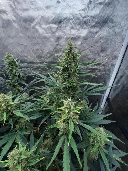 Fast buds ecolife living soil grow. Week 8