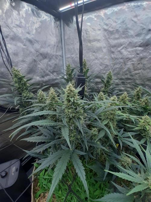 Fast buds ecolife living soil grow. Week 8