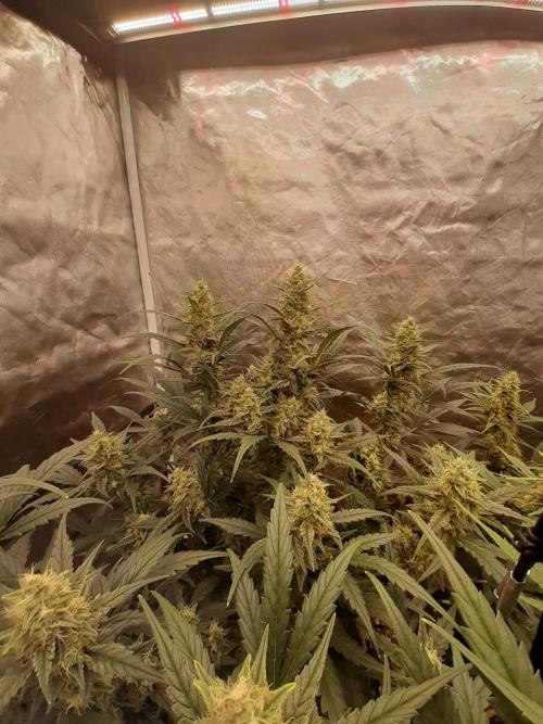 Fast buds ecolife living soil grow. Week 8