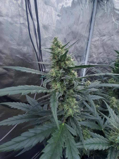 Fast buds ecolife living soil grow. Week 8