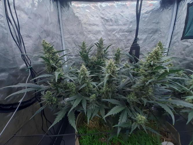 Fast buds ecolife living soil grow. Week 8