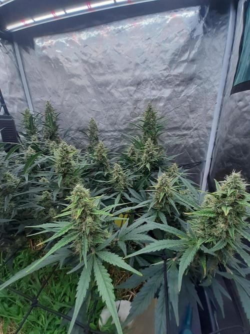 Fast buds ecolife living soil grow. Week 8