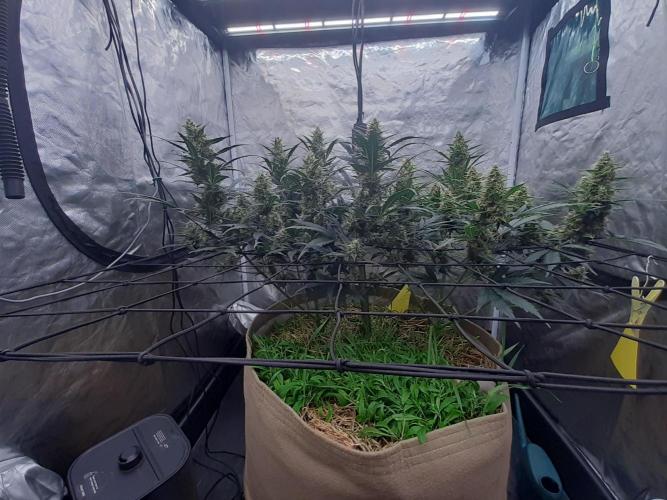 Fast buds ecolife living soil grow. Week 8