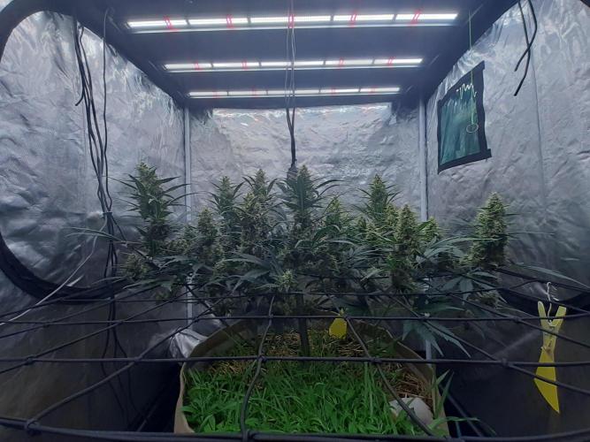 Fast buds ecolife living soil grow. Week 8