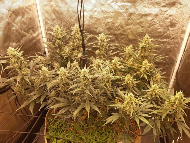 Fast buds ecolife living soil grow. Week 8