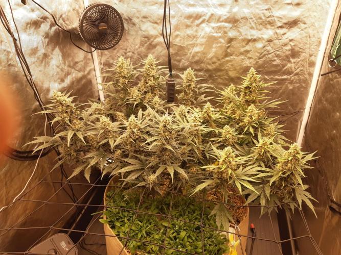 Fast buds ecolife living soil grow. Week 9