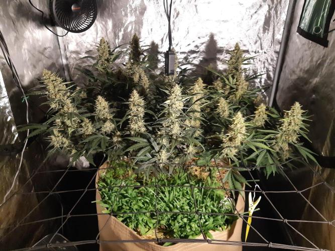 Fast buds ecolife living soil grow. Week 9