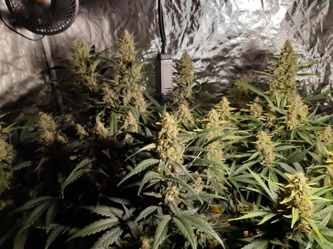 Fast buds ecolife living soil grow. Week 9