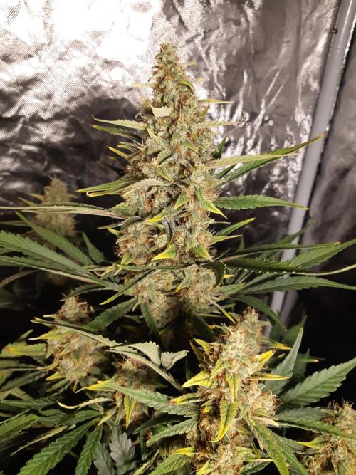 Fast buds ecolife living soil grow. Week 9