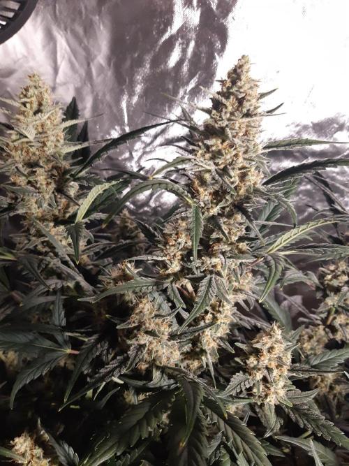 Fast buds ecolife living soil grow. Week 9