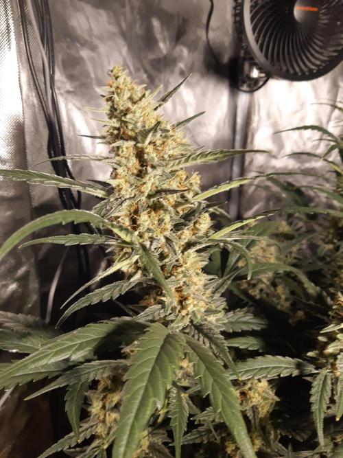 Fast buds ecolife living soil grow. Week 9