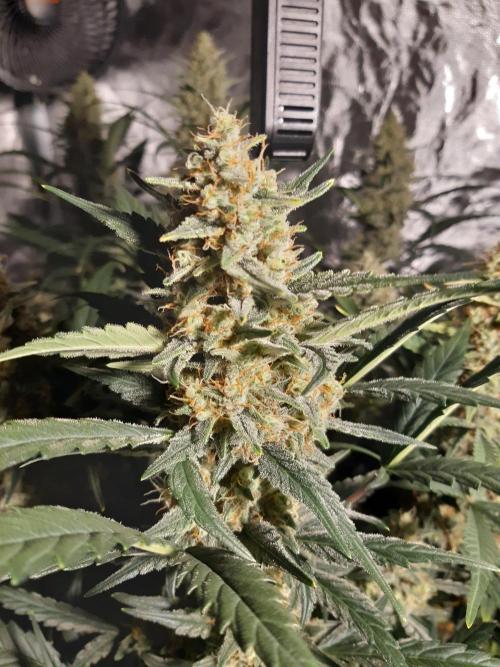 Fast buds ecolife living soil grow. Week 9