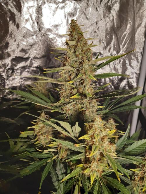 Fast buds ecolife living soil grow. Week 9