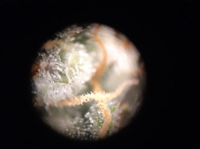 Fast buds ecolife living soil grow. Week 9