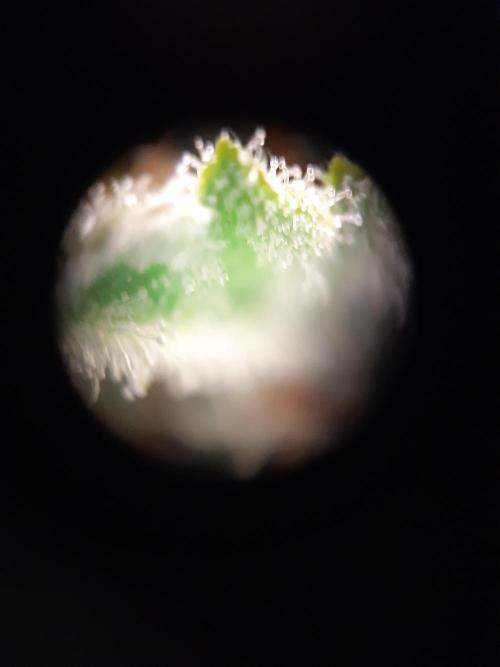 Fast buds ecolife living soil grow. Week 9