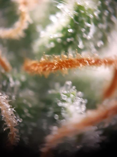 Fast buds ecolife living soil grow. Week 9