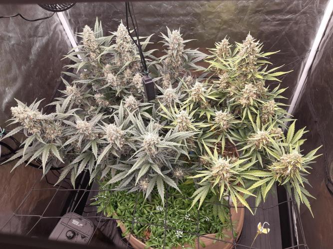 Fast buds ecolife living soil grow. Week 10