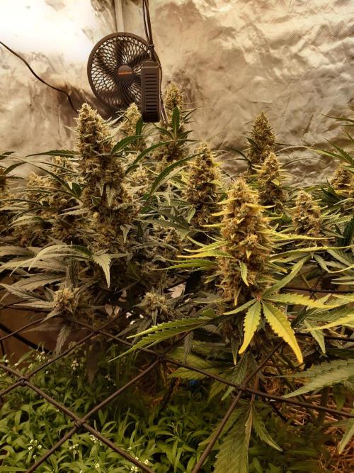 Fast buds ecolife living soil grow. Week 10