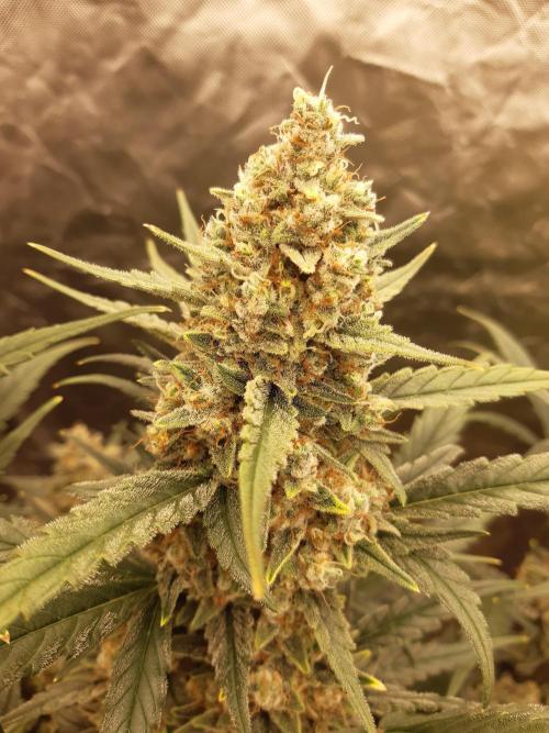 Fast buds ecolife living soil grow. Week 10