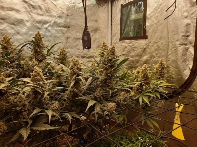 Fast buds ecolife living soil grow. Week 10
