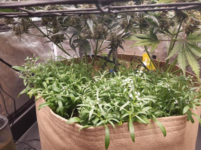 Fast buds ecolife living soil grow. Week 10