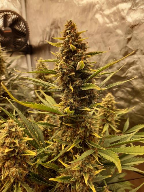 Fast buds ecolife living soil grow. Week 10