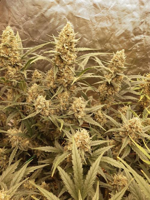 Fast buds ecolife living soil grow. Week 10