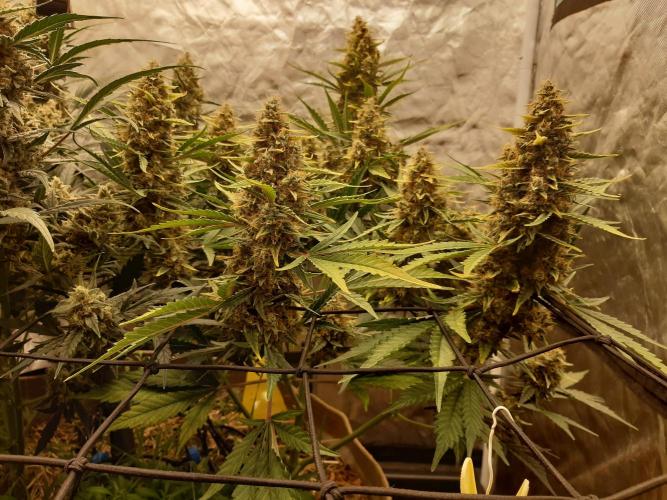 Fast buds ecolife living soil grow. Week 10