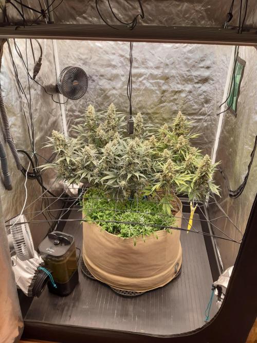 Fast buds ecolife living soil grow. Week 10