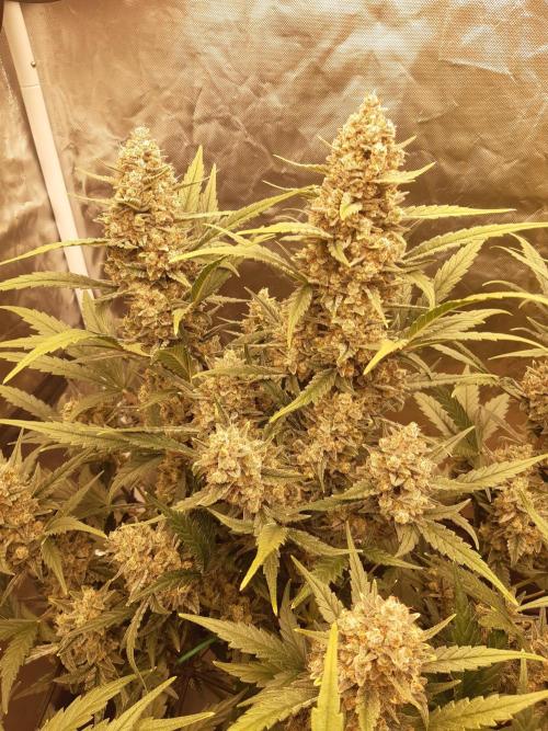 Fast buds ecolife living soil grow. Week 11