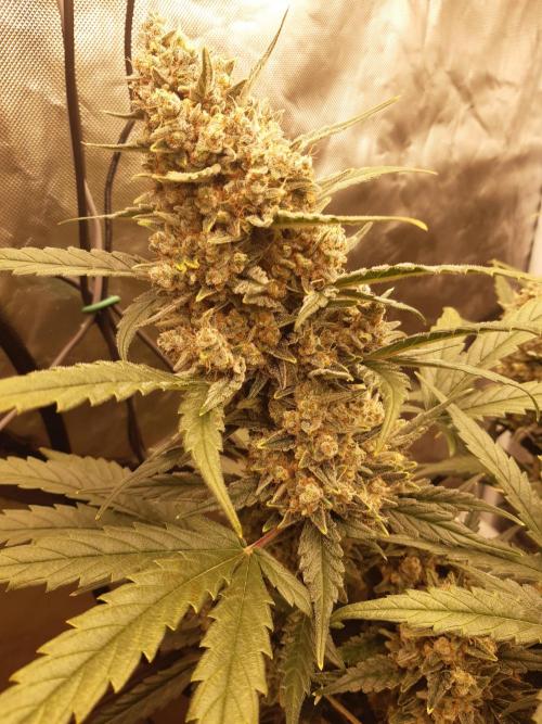 Fast buds ecolife living soil grow. Week 11