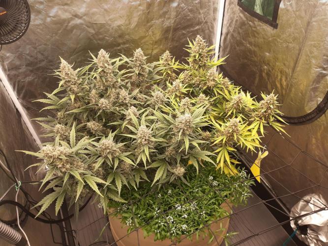 Fast buds ecolife living soil grow. Week 11